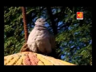 Mharo Lahariyo Dupatto - Ud Jo Bhola Panchhi Ud Ja