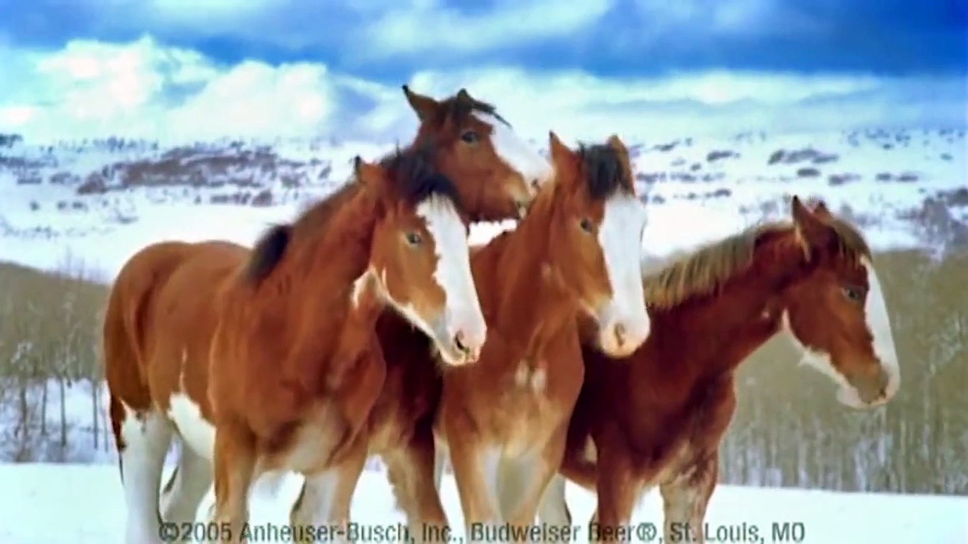 ⁣Budweiser Clydesdale Horses Snowball Fight