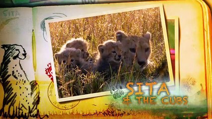 African Cats_ Field Guide 1