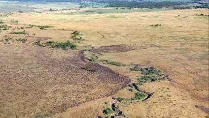 African Cats_ The Southern Kingdom - Clip