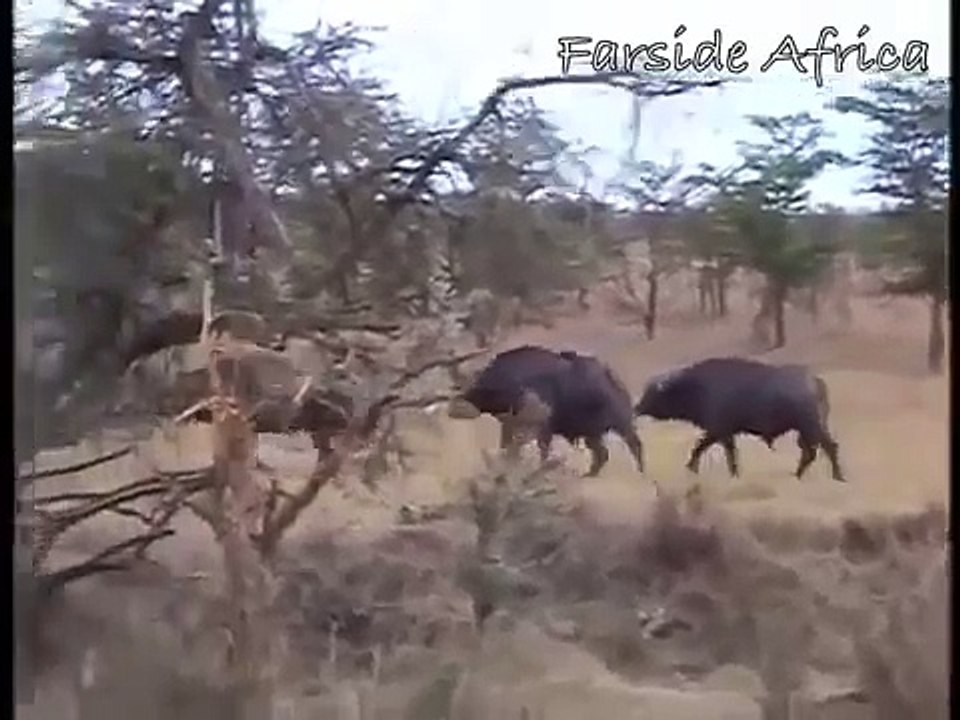 THẾ GIỚI ĐỘNG VẬT. THIÊN NHIÊN HOANG DÃ. Cuộc Chiến Của Hươu và Sư Tử