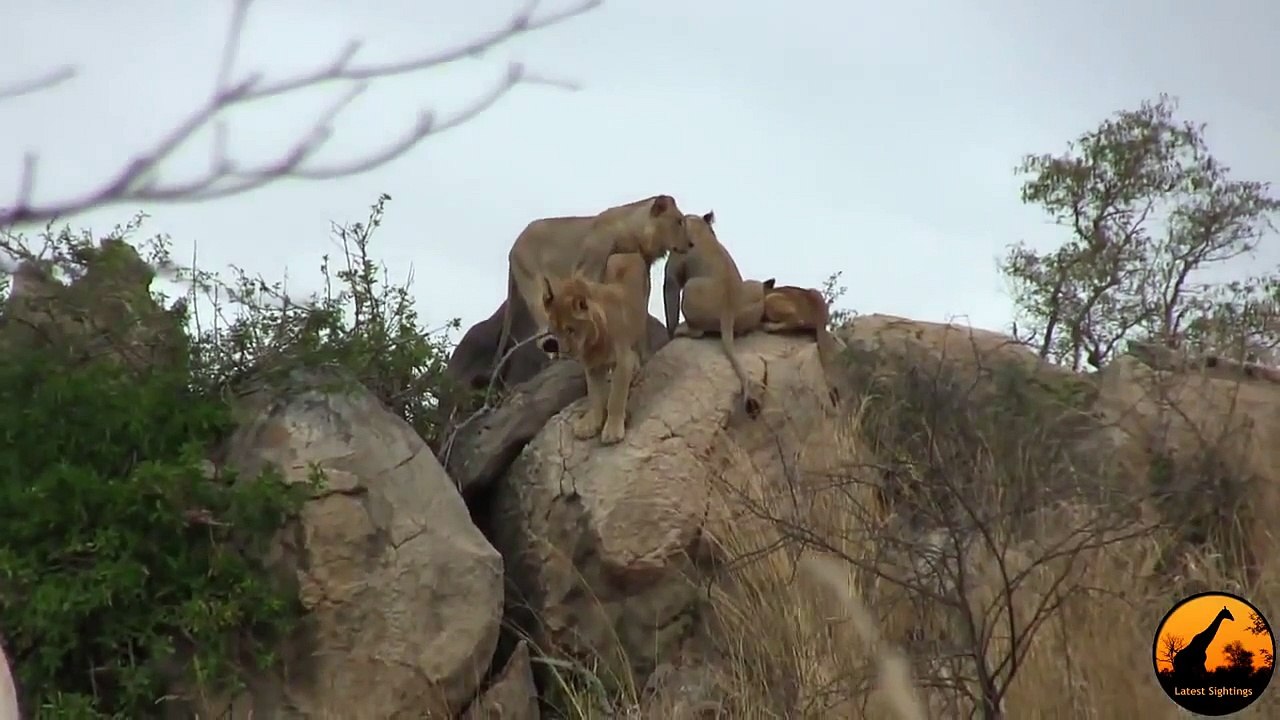 Thế Giới Động Vật Hoang Dã. Cuộc Chiến Giữa VOI và SƯ TỬ