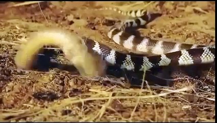 THẾ GIỚI ĐỘNG VẬT HOANG DẪ. Cuộc săn mồi của Rắn Hổ Mang