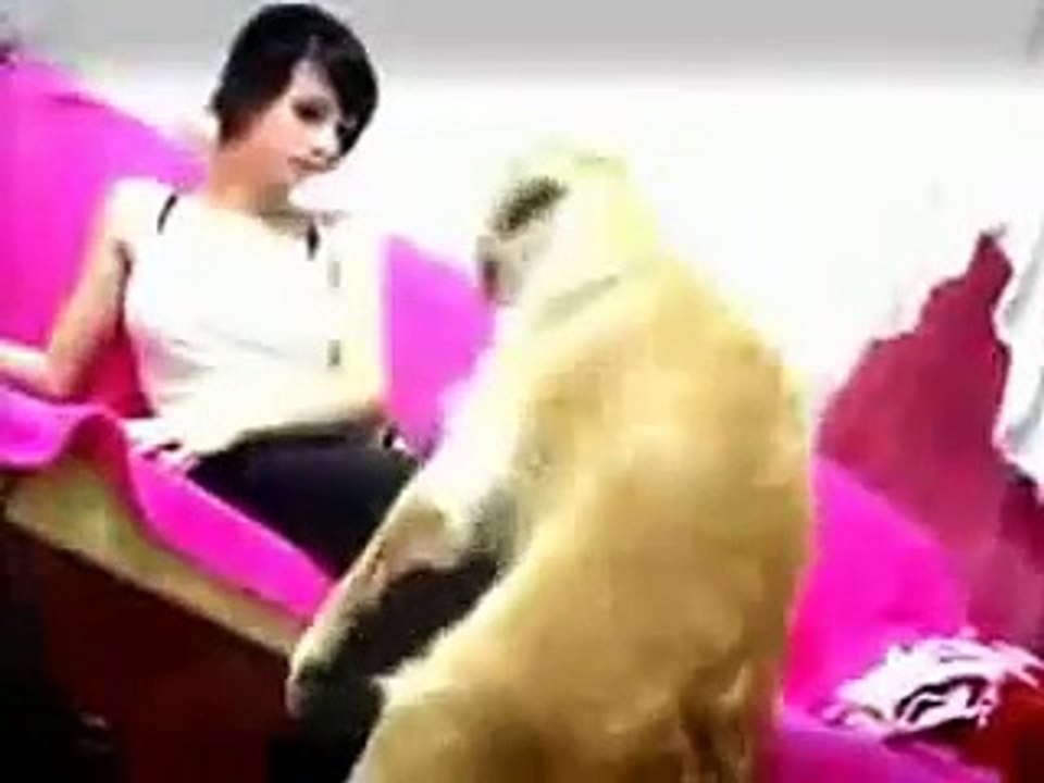 video dog wants to mate with a beautiful girl.sex