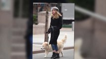 Supermodel Suki Waterhouse Takes Bradley Coopers Dog For And Early Morning Stroll