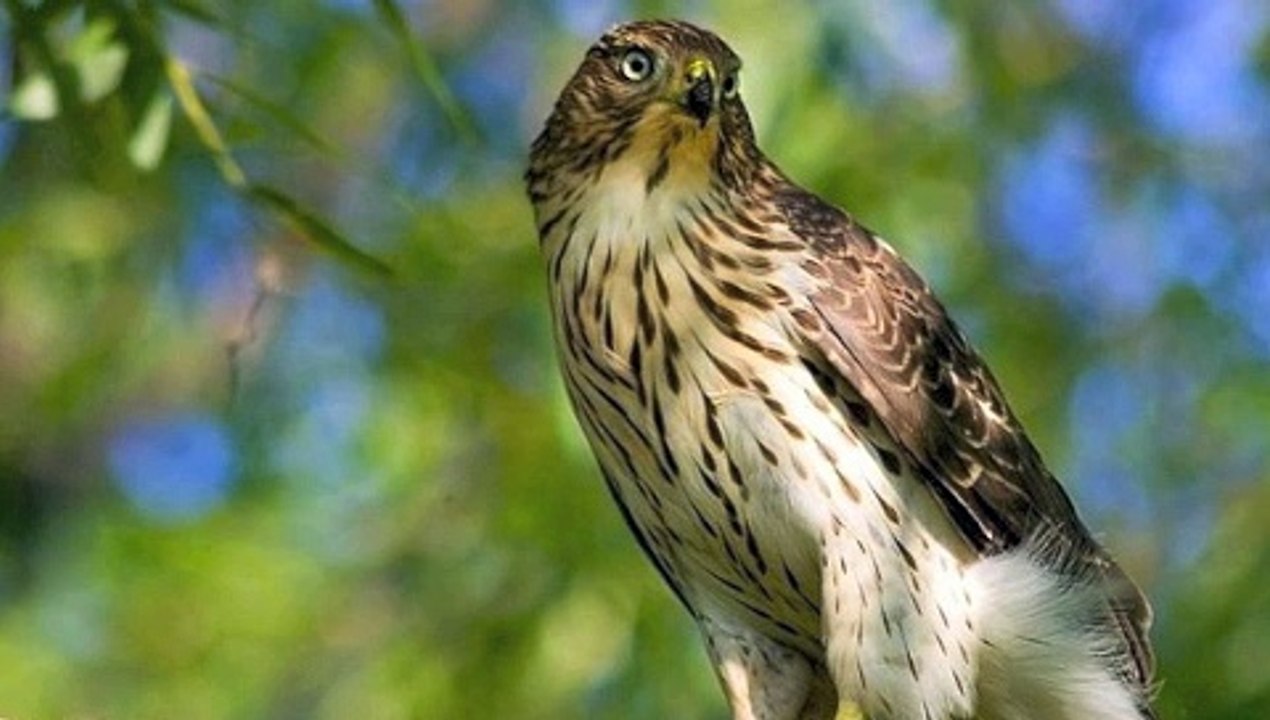 philippounet chante l'épervier