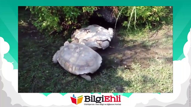 Ters Dönmüş Kablumbağayı Arkadaşı Kurtarıyor