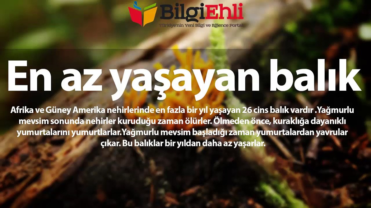 Balıklar Hakkında 10 İlginç Bilgi