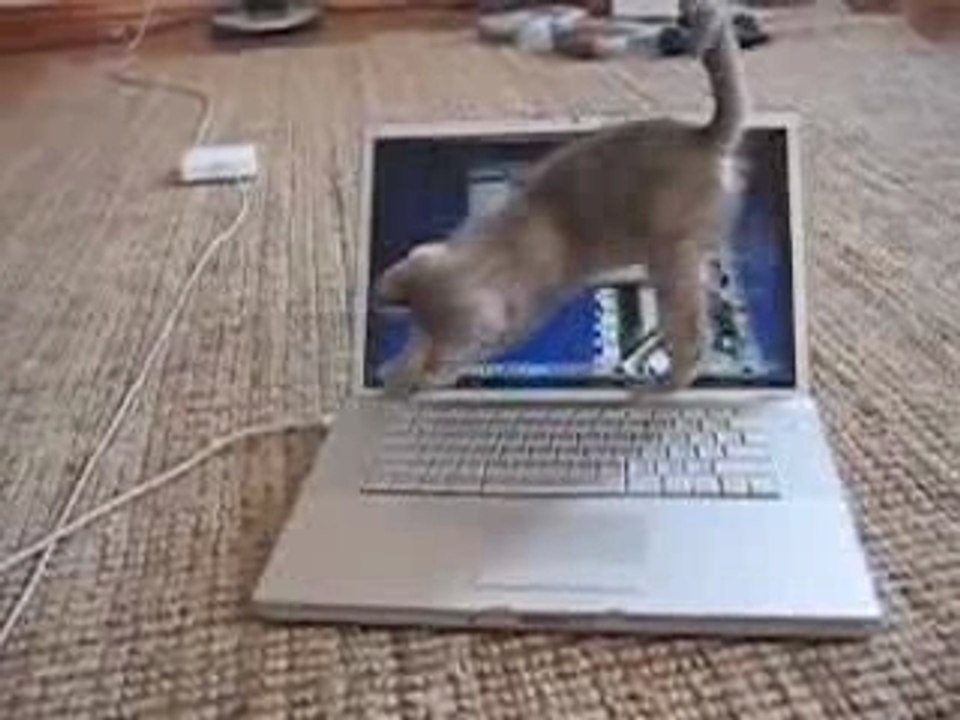 Katze-auf-macbook-pro