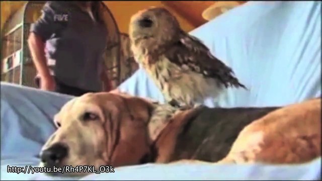 Ces animaux sont très amis, mais pas de la même espèce