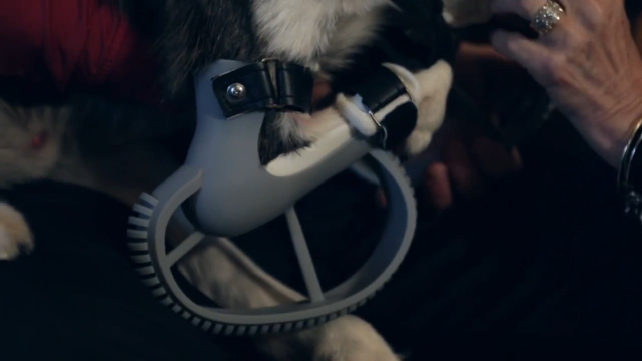 Un chien peut courir grâce à une prothèses 3D imprimée