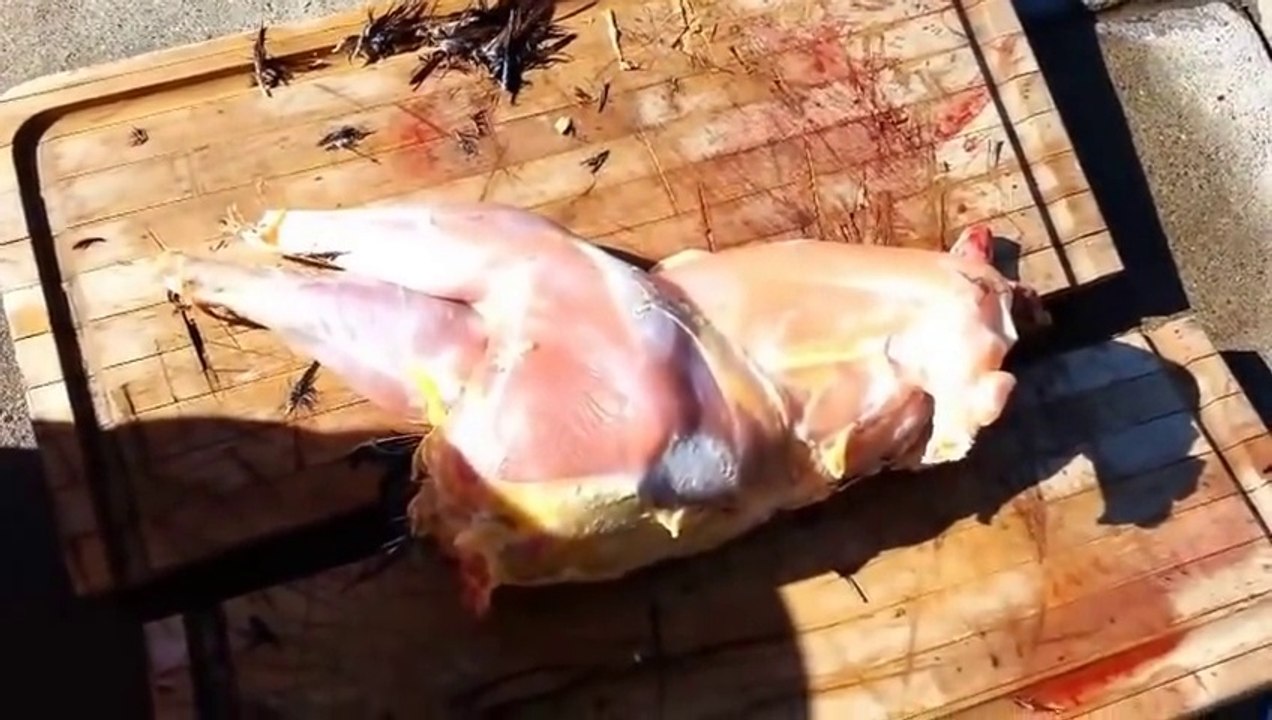 Quand un tuto pour tuer un poulet et le plumer tourne au vaudou! Poulet possédé par le démons?