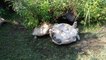Une tortue porte secours à une autre tortue dans un zoo