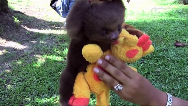 Les bébés paresseux sont irrésistibles quand ils ont sommeil