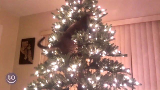 Chats vs. Sapin de Noël
