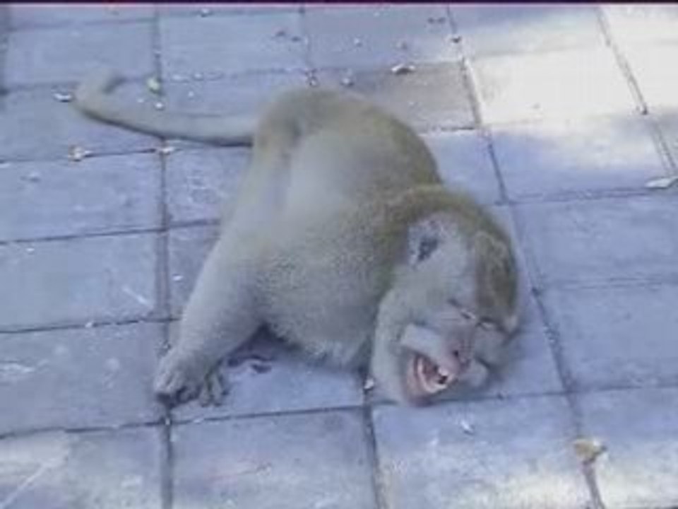 BALI INDONÉSIE - part 3 (Monkey Forest à Ubud)