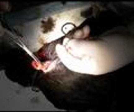 Enjektör yutan tavuk ameliyat edildi