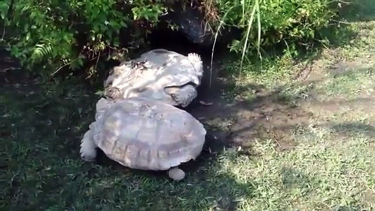 Une tortue vient en aide à une autre tortue - vidéos insolites