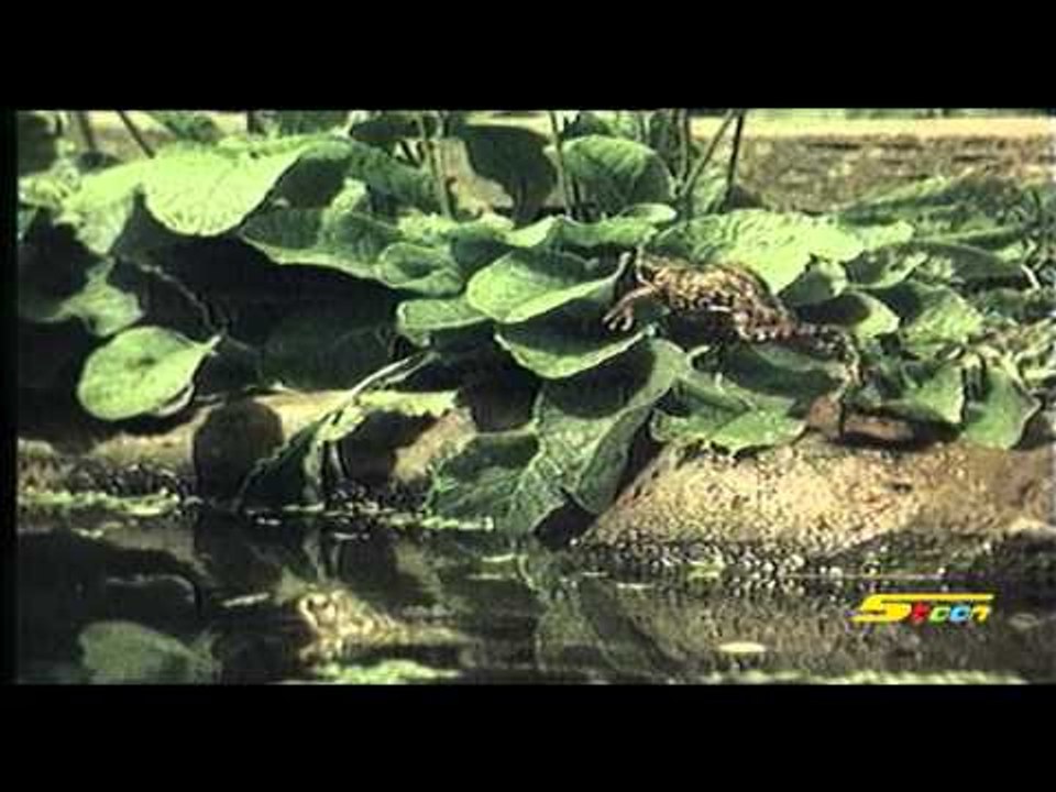 أهلاً أهلاً - سبيس تون