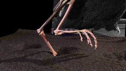 Une pintade dévoile le secret de la marche des dinosaures