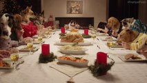 Un repas de Noel avec 13 chiens et 1 chat