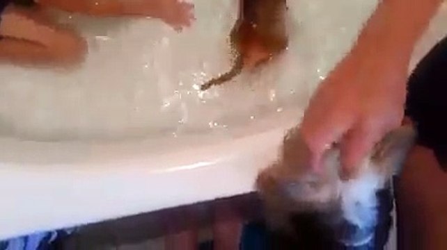 Trop chou : Bébé singe prend son bain