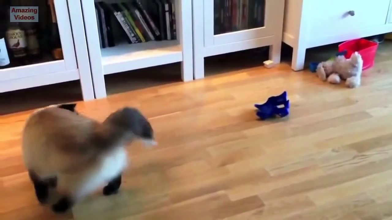 cats talented technique
