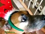 Jingle belles (re)joué par nos amis les animaux