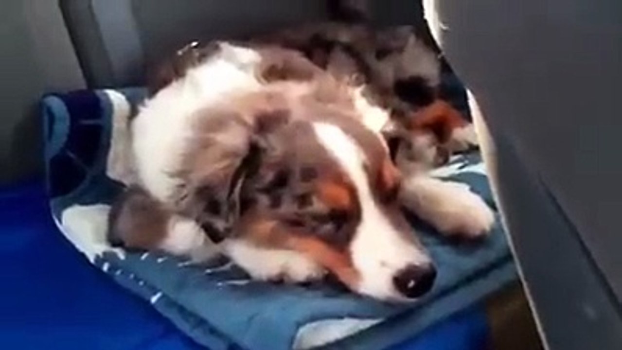 Réveiller mon chien avec sa chanson préférée