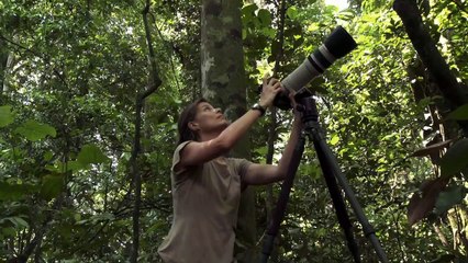 Chimpanzee - Kristin Mosher _What Inspires You_ Video