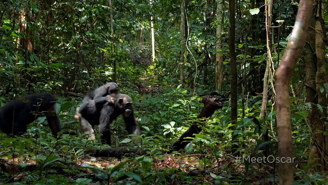 Chimpanzee - Now Playing in Theaters