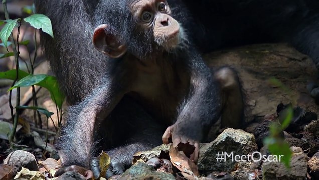Chimpanzee _Oscar's Extended Family_ Clip