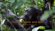 Chimpanzee _Review_ TV Spot