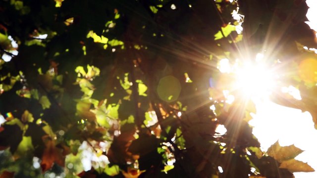 Condo for Sale, 2319 Wilson Avenue in NDG, Montreal