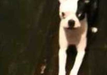 Impatient Dog Practices the Art of Staying Still