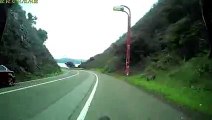 Un cycliste percute un chevreuil à pleine vitesse dans une descente