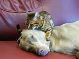 Cat Giving Dog Head Massage (Video) - Daily Picks and Flicks