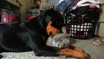 Rottweiler Licks Cat (Video) - Daily Picks and Flicks