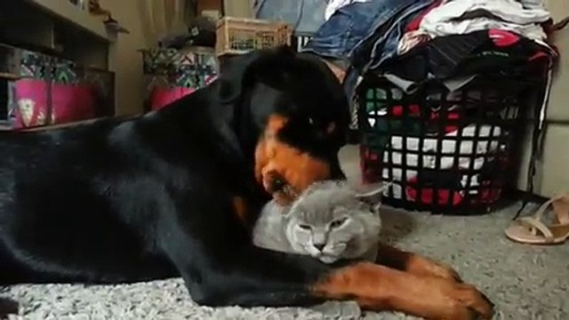 Rottweiler Licks Cat (Video) - Daily Picks and Flicks