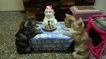 Cat Birthday Party (Video) - Daily Picks and Flicks