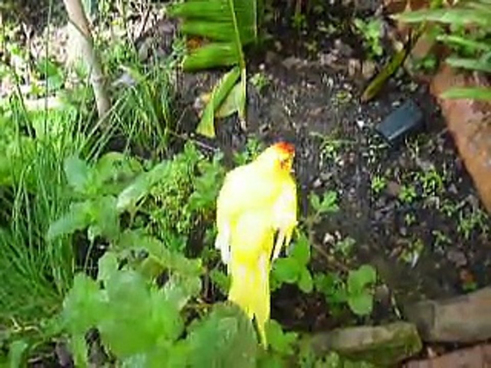 mes piafous au jardin