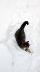 Cute Kitten Playing in the Snow