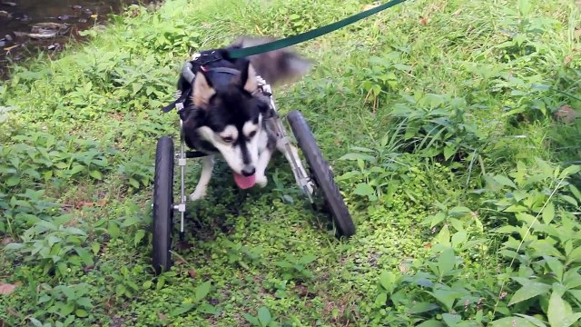 Derby the dog Running on 3D Printed Prosthetics