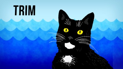 5 Famous Cats Before the Internet Even Existed