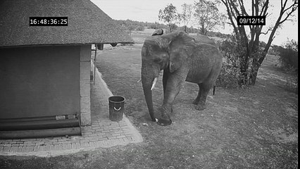 Elephant Caught On Camera Putting Garbage In The Bin