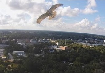 Hawk and Quadcopter Have a Close Encounter