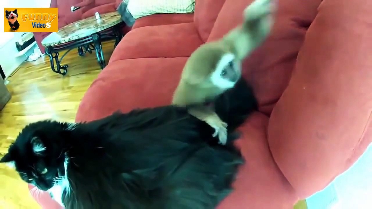 Animals Can Be Jerks Supercut Compilation - FUNNY VİDEOS 2014