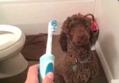 Virgil the Poodle Gets Very Excited by a Toothbrush