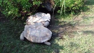 Quand une tortue aide une autre tortue à se retourner !