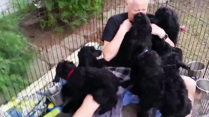 What s The Secret To Staying Young  Daily Immersion In A Pen Full Of Puppies